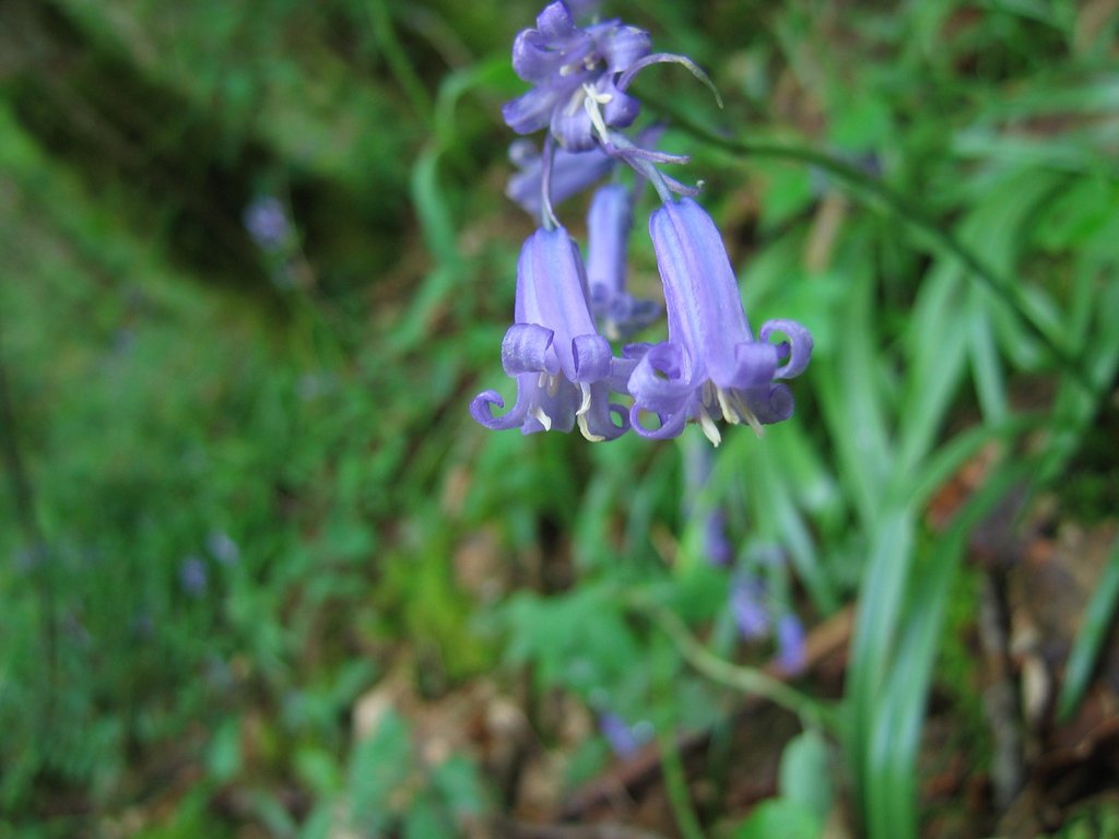 Hyacinthoides non-scripta